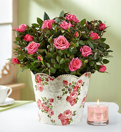 In Loving Memory Classic Rose Plant